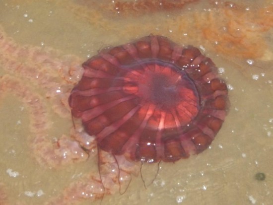 Red Jellyfish in the Ocean at the Reserve