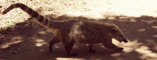 Iguazu Falls, Argentina Travel Photo Memories. Coati Sharing a Walking Trail With Me