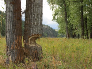 Missoula, Montana Travel Photo Memories