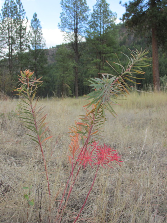 Missoula, Montana Travel Photo Memories. A Little Wisp of Color, Out Walking Clark Fork River Trails