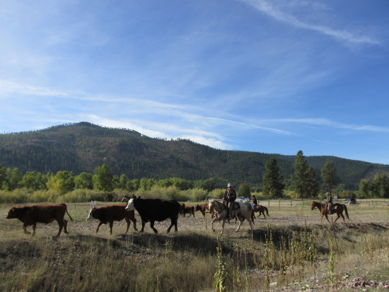 The Best Thing About Montana Are The Men. Montana Cowboy Out On the Range - Hustling Up Red Angus Cattle Headed to the River