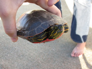 Rescuing A Turtle In Montana