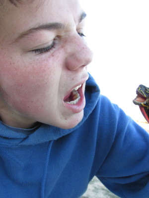 Rescuing A Turtle In Montana