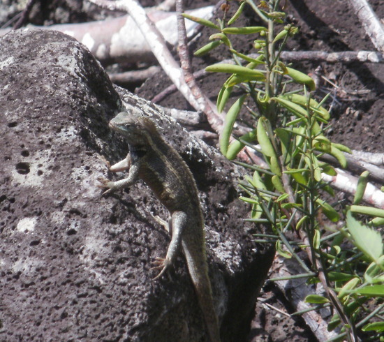 Galapagos Islands Lizards & Iguanas.  Male Lava Lizard Near Visitor's Center on San Cristobal Island