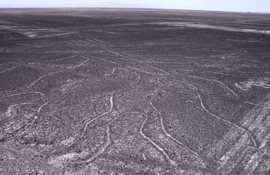 Viewing The Nazca Lines In Peru. An Etching of a Tree Viewed From the Lookout Tower