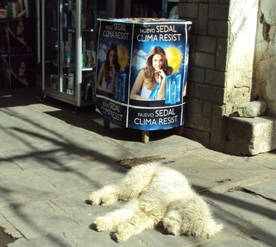 "Yet Another Tourist?  Yawn & Time for a Nap!"