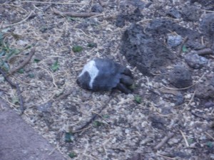 Center for Land Tortoises on Santa Cruz Island, Galapagos