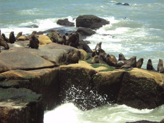 A Visit To Cabo Polonio, Uruguay. Sea Lion Colony in Front of the Lighthouse