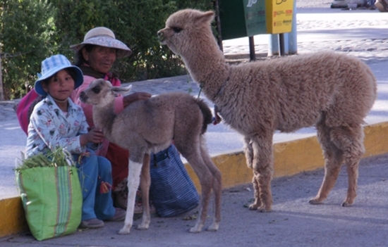 Eating Alpaca Meat in Chivay, Peru. An Alpaca and Baby Llama - Pets for Tourist's Photos, Not Lunchmeat