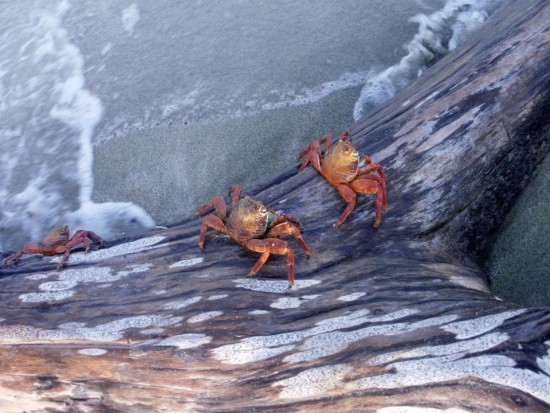Sally Lightfoot Crabs of the Galapagos Islands