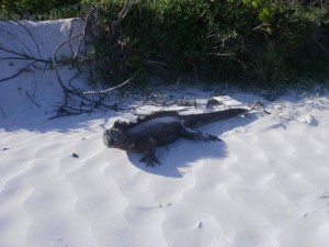 Tortuga Bay on Santa Cruz Island, Galapagos