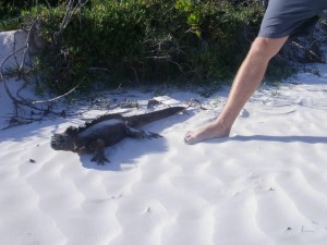 Tortuga Bay on Santa Cruz Island, Galapagos