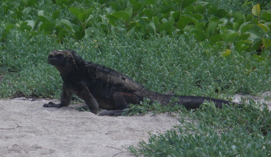 Galapagos Islands Lizards & Iguanas. Marine Iguana Crossing the Path at La Loberia Nature Reserve on San Cristobal Island