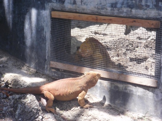 Land Iguana Restoration Center on Santa Cruz Island, Galapagos