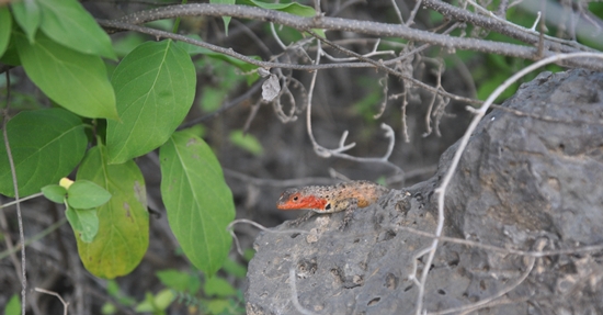 Female Lava Lizard Spotted at Crab Beach on Floreana Island