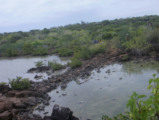 Las Grietas Lagoon on Santa Cruz Island, Galapagos. What Part of the Hike Looks LIke