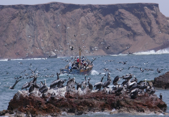 Pelicans Fighting For Fish at Lagunilla Harbor