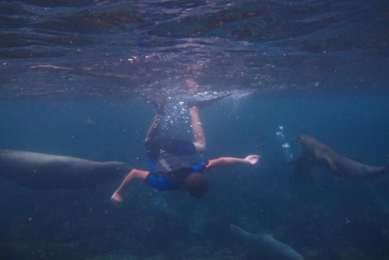 Surrounded by Sea Lions