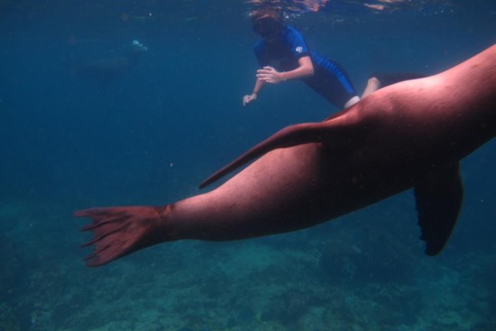 Swimming with Sea Lions on Galapagos Islands. YIkes - He's Huge & Swim Away, Swim Away!