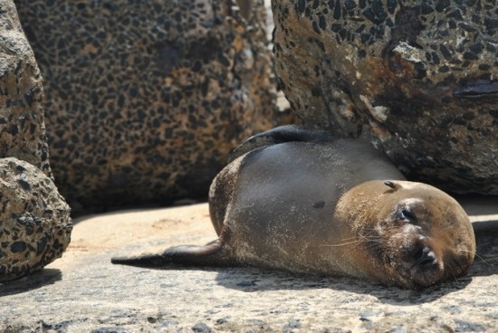 Galapagos Islands Sea Lions. Sleepy Head Sea Lion at Navy Beach Next to Where the Cruise Ships Depart