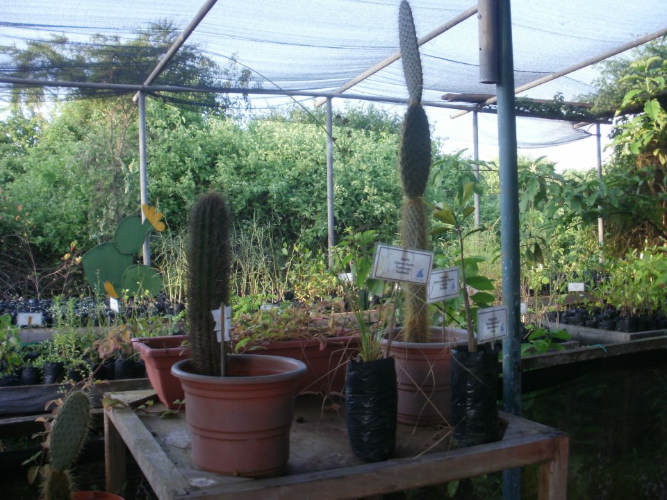 Charles Darwin Research Center in Galapagos Islands. A Few of the Plants On Display at the Shade House