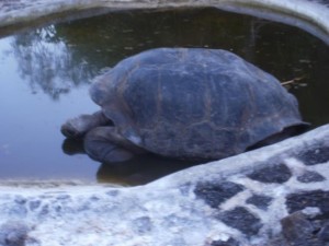 Center for Land Tortoises on Santa Cruz Island, Galapagos