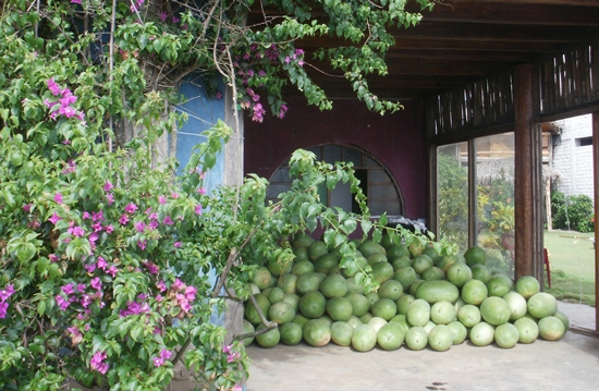 Montañita, Ecuador Travel Photo Memories. Watermelons in Ayampe