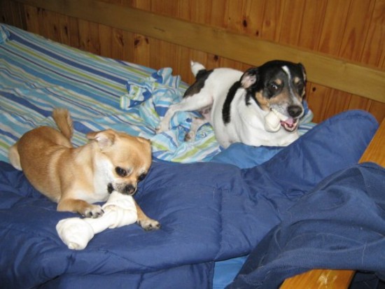 Meet Our Furry Family Members: Crazy 1 & Crazy 2 Molly McHugh Photograph