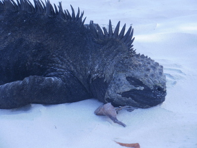 Galapagos Islands Lizards & Iguanas